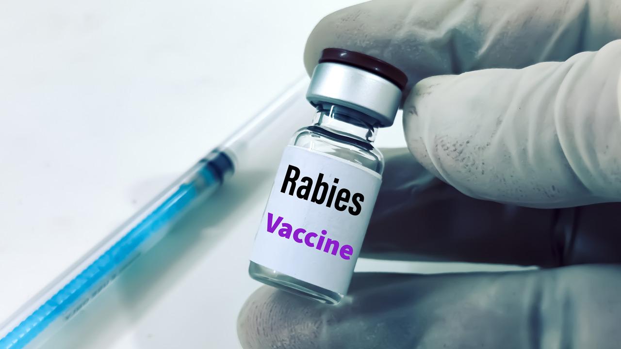 See a doctor immediately if bitten or scratched, warn experts against rabies