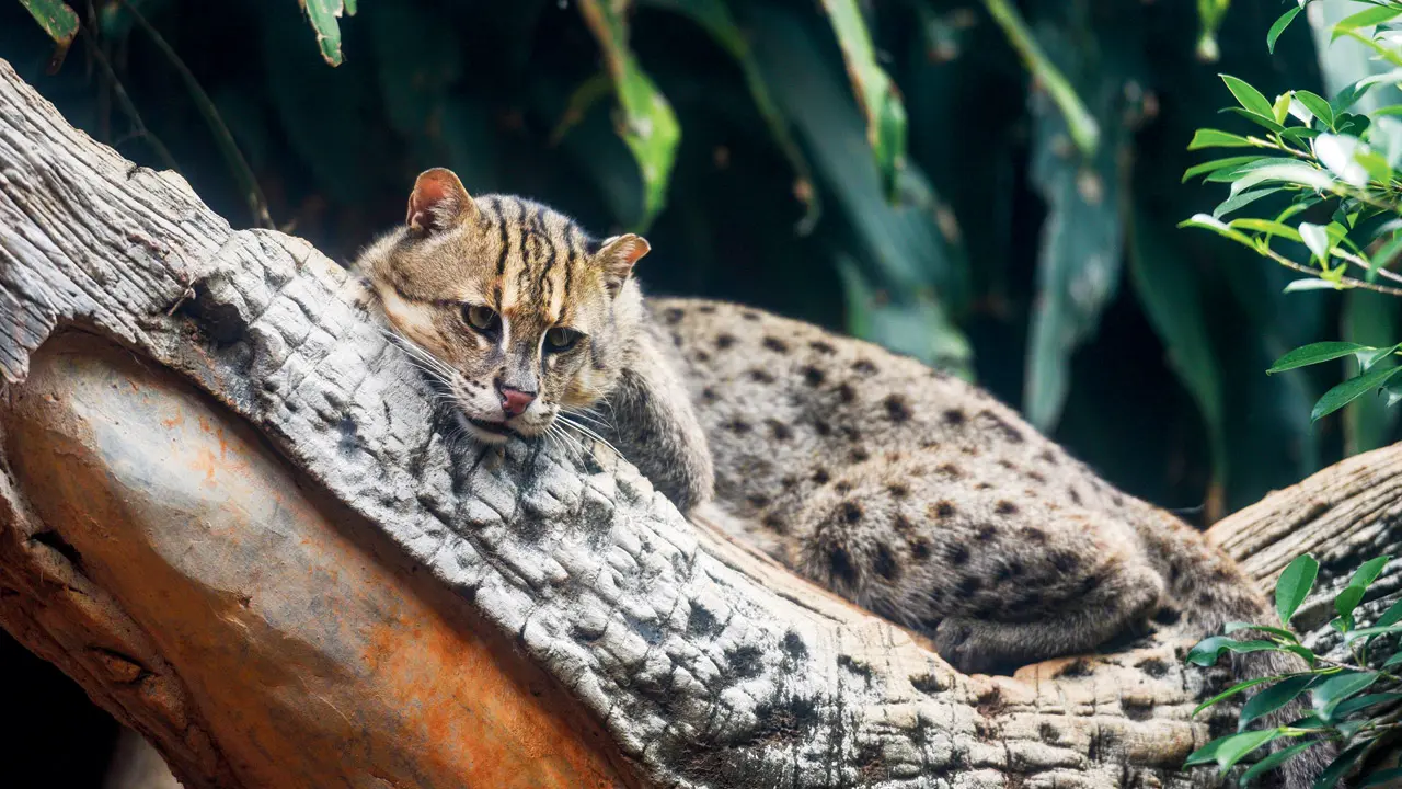 India, Nepal, Bhutan to form network for small wild cat conservation