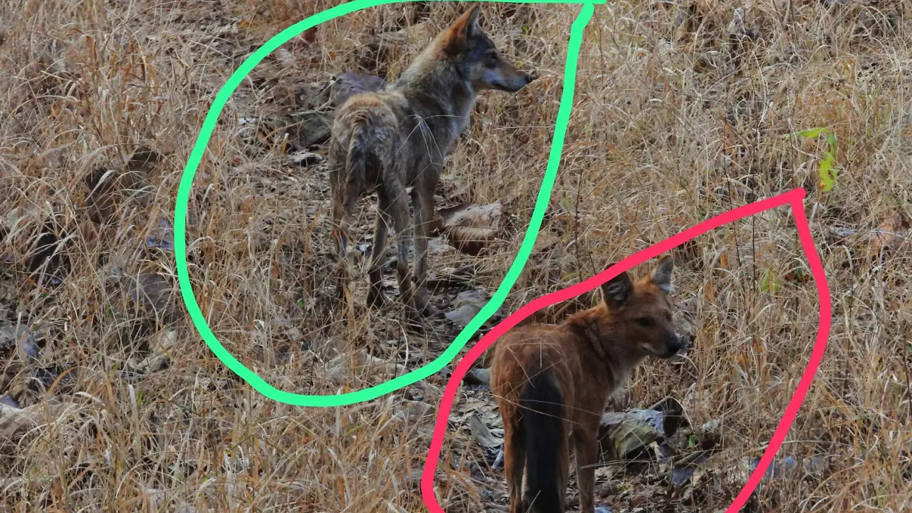 Maharashtra: In a first for Melghat, Indian grey wolf seen guiding dhole pack