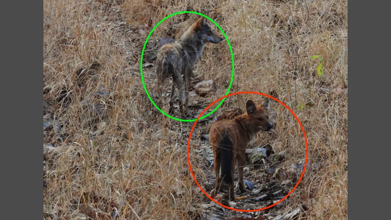 Maharashtra: In a first for Melghat, Indian grey wolf seen guiding dhole pack