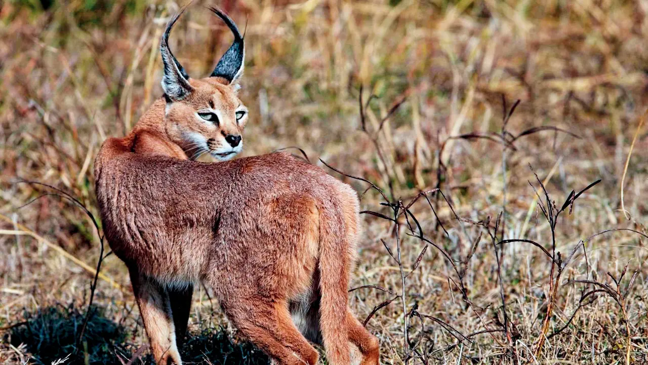 A photo of a graceful caracal