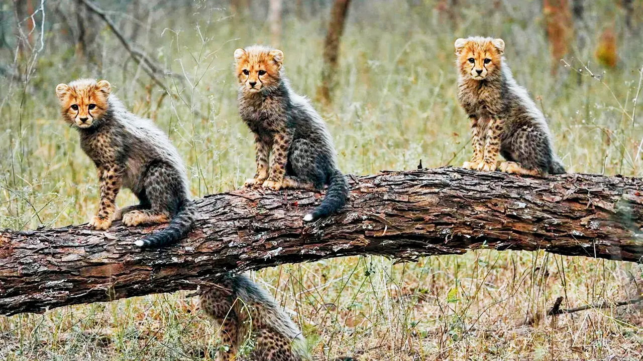 Adorable cheetah cubs