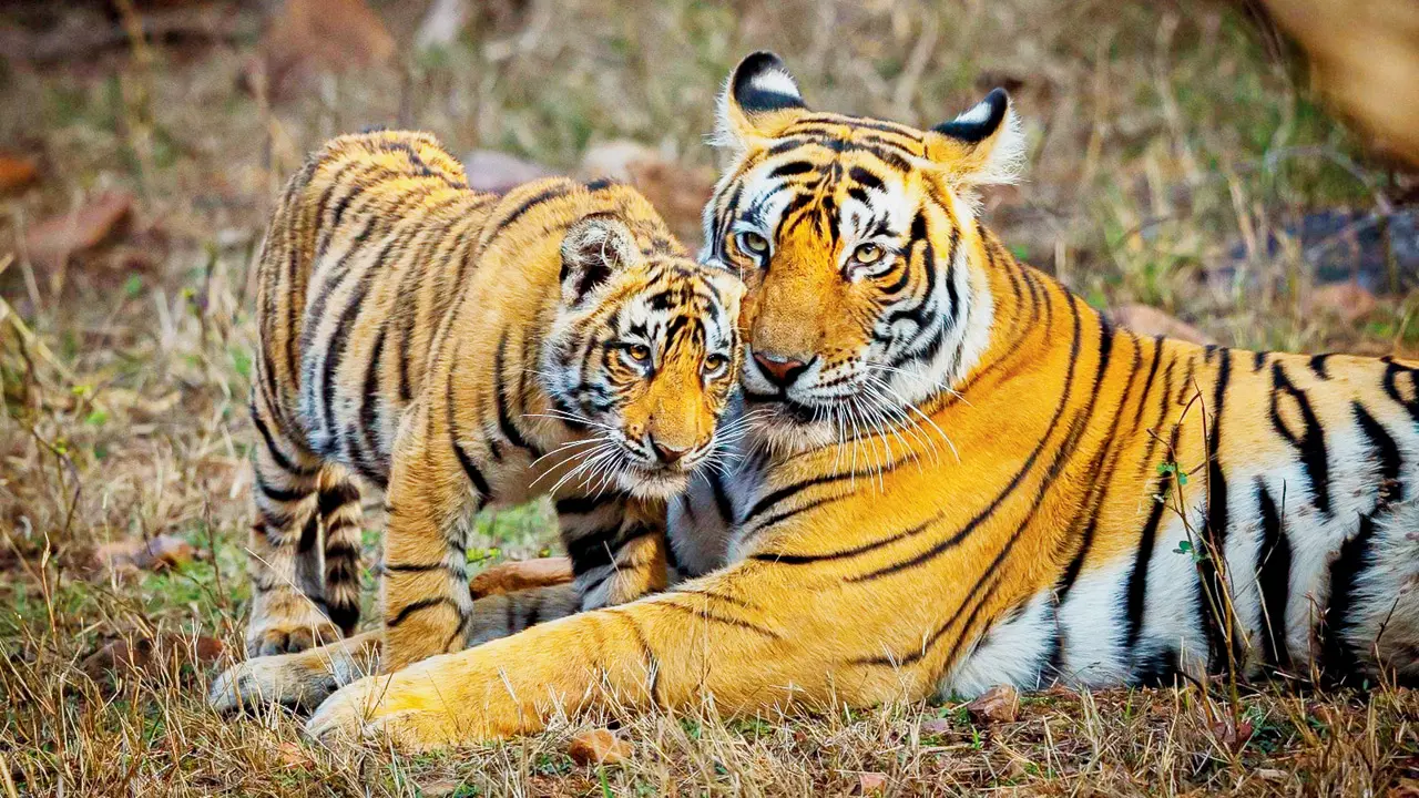 World Wildlife Day is about celebrating incredible faunal diversity: Modi