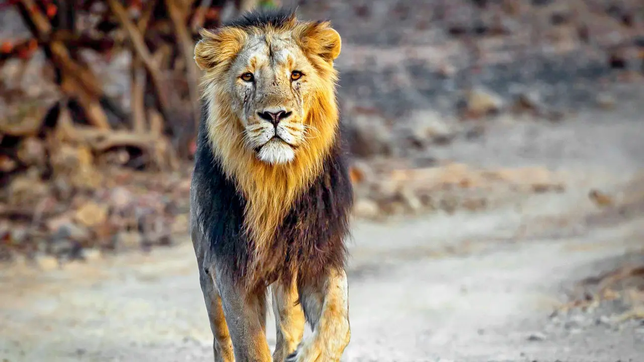 The Asiatic lion that thrives only in India