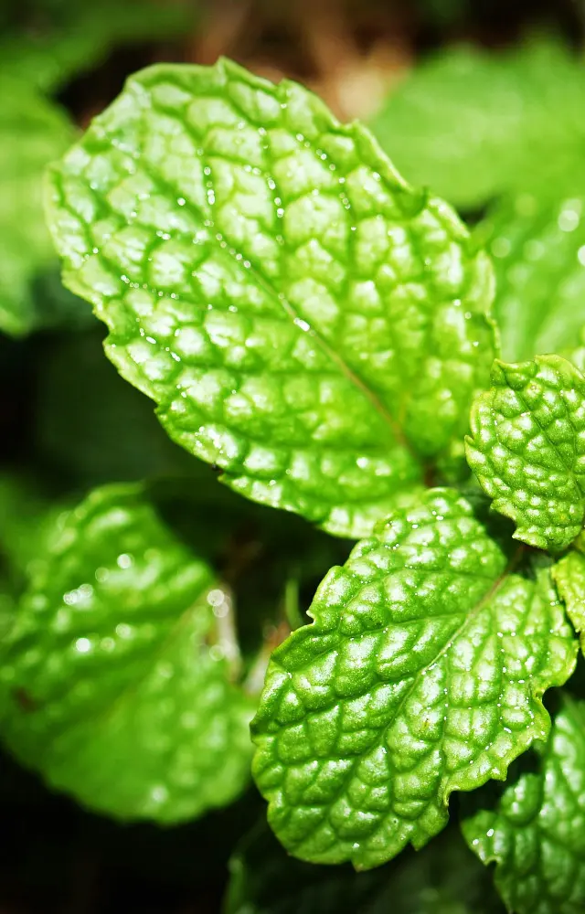 World Wildlife Day 2026: Check 5 fascinating facts