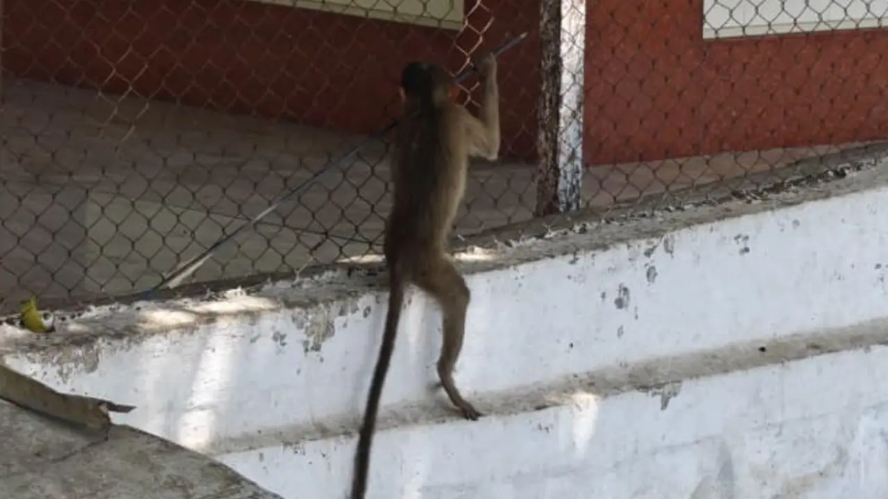 Mumbai: Monkey shot with arrow near Yeoor raises wildlife safety concern