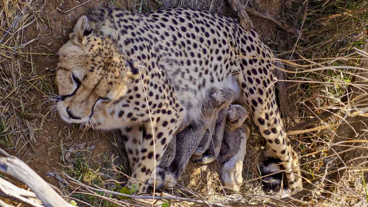 India’s cheetah population crosses 50