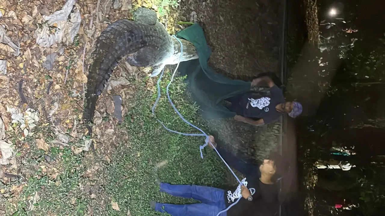 Mumbai: 9-foot marsh crocodile rescued from IIT Bombay