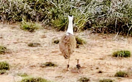 There are only three female GIBs and no males in Kutch. Pic/PTI