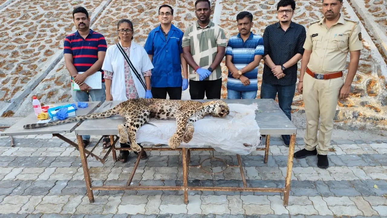Rescued leopard ‘Bittu’ dies after  prolonged illness
