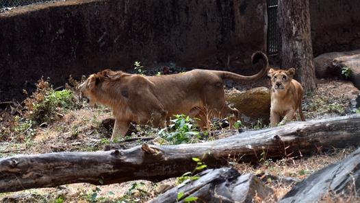 Mumbai mayor writes to Gujarat CM, requests to send Asiatic lions at Byculla zoo