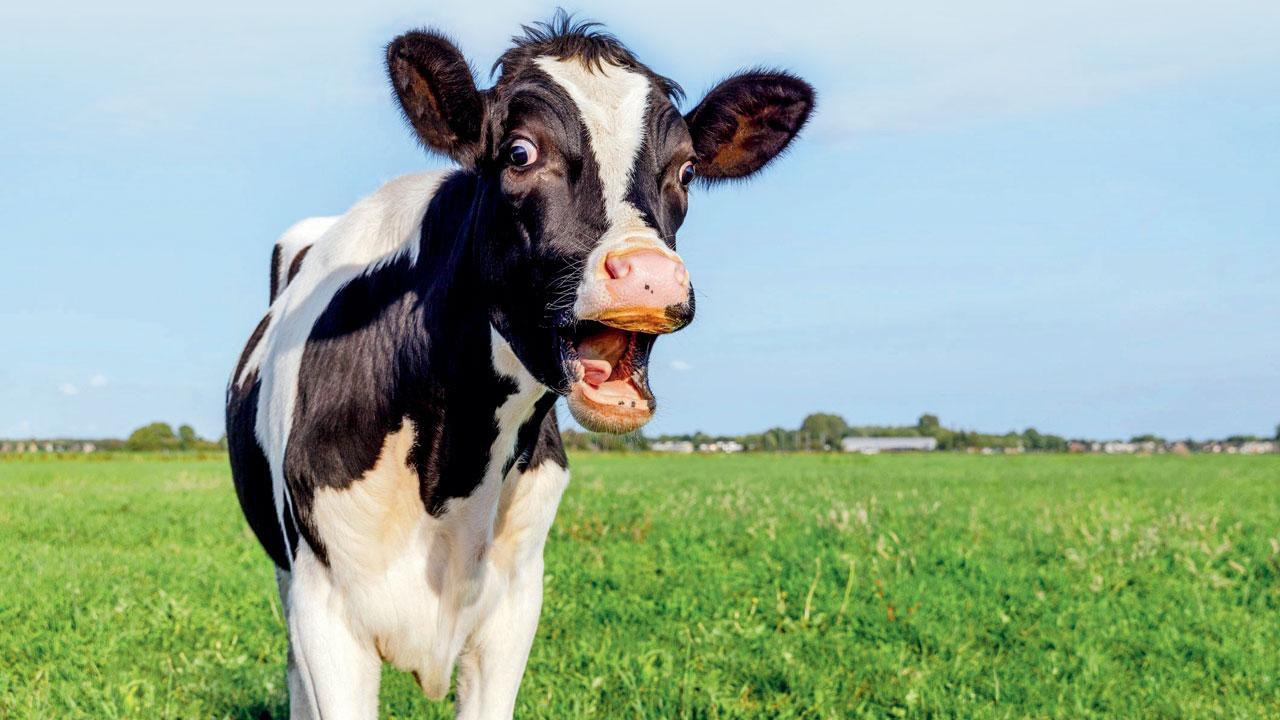 24k gallstones in the air!