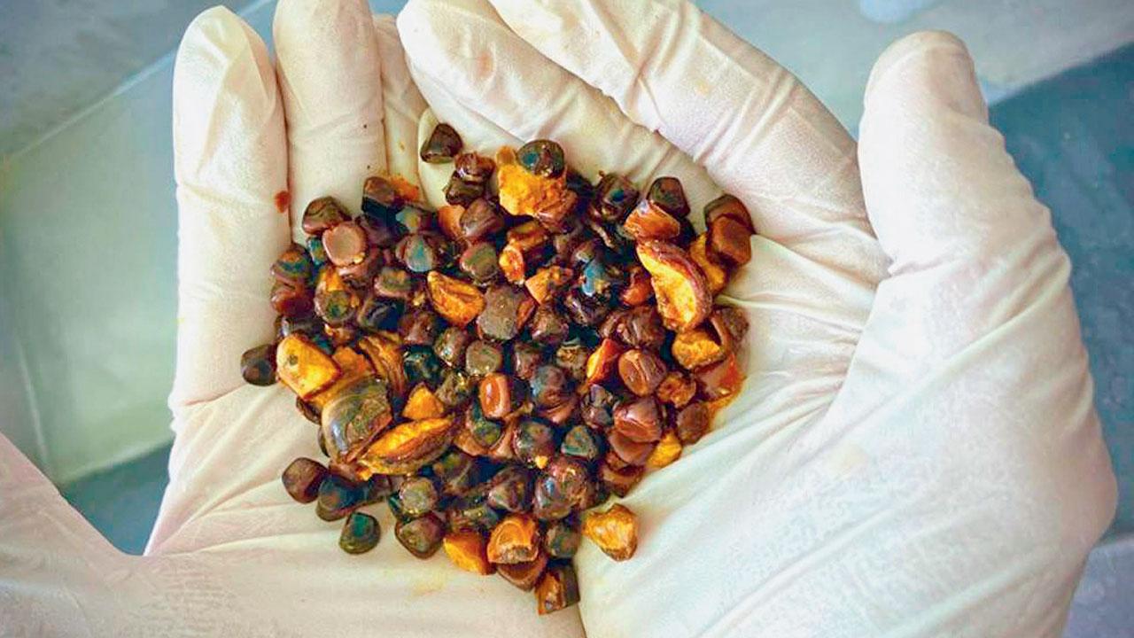Cow gallstone smuggling and robberies has increased in different part of the world including in the rural town of Bahetus, Brazil. PIC/ODDITY CENTRAL
