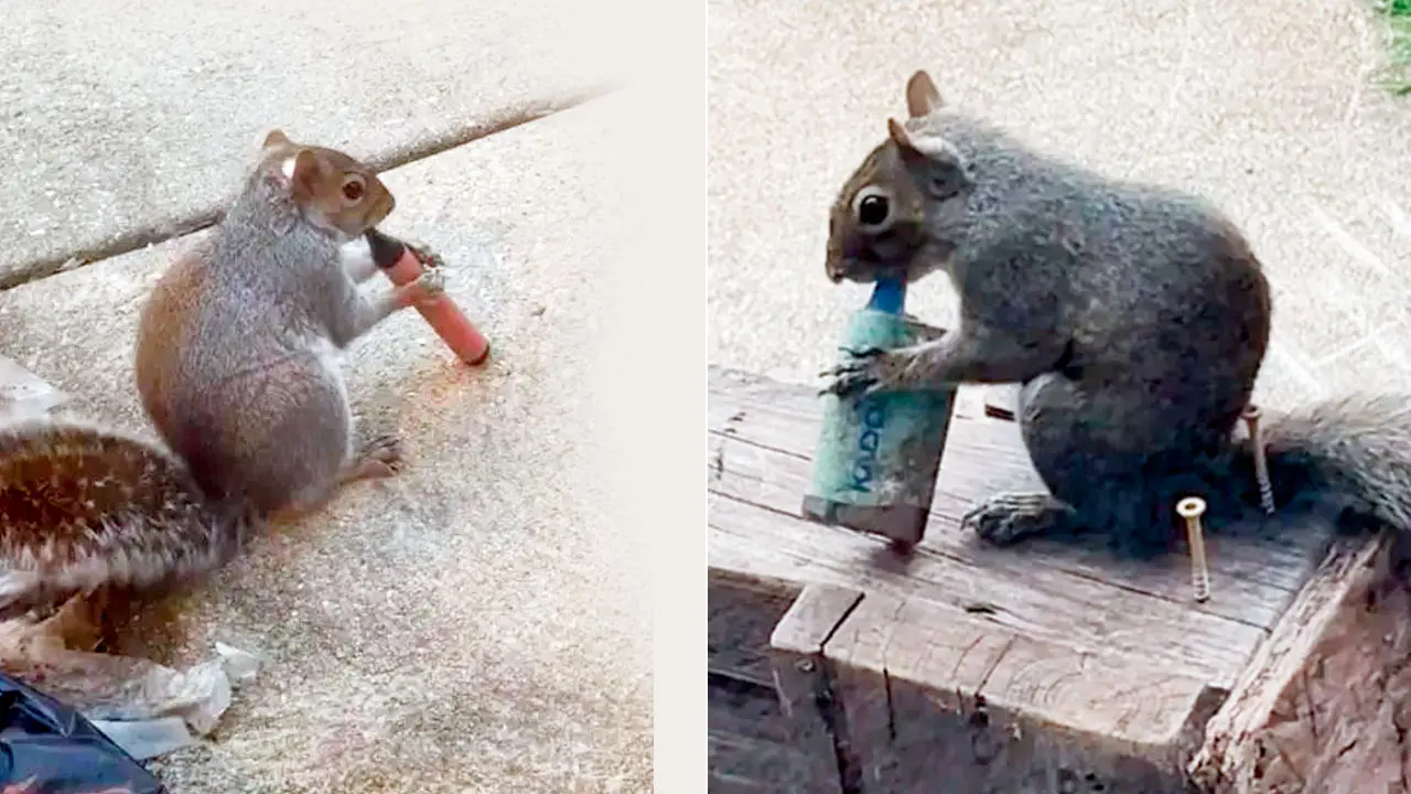 Squirrelling away the wrong stash