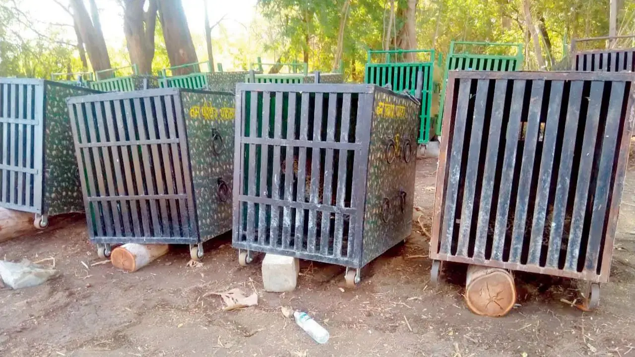 Mumbai LIVE: PETA seeks urgent action over leopards kept in cages in Ahilyanagar