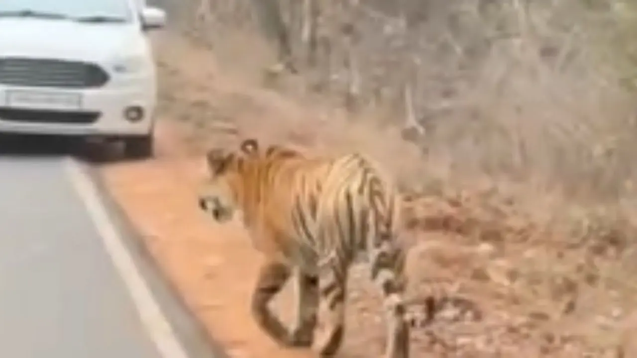 Watch: People chase tiger on road near Tadoba-Andhari Tiger Reserve