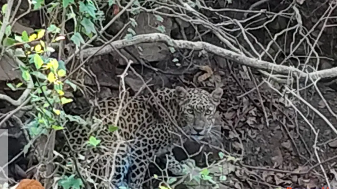 Mumbai LIVE: Two injured in leopard–human conflict near SGNP