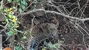 Mumbai LIVE: Two injured in leopard–human conflict near SGNP