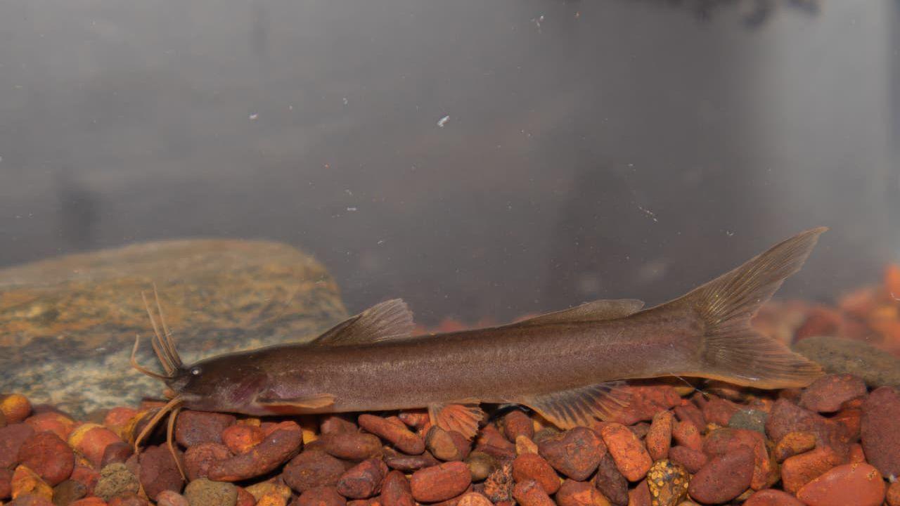 New catfish species Amblyceps vayavy discovered in the Western Ghats