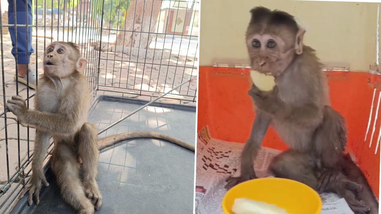 Thane: Monkey injured by arrow near SGNP; probe underway