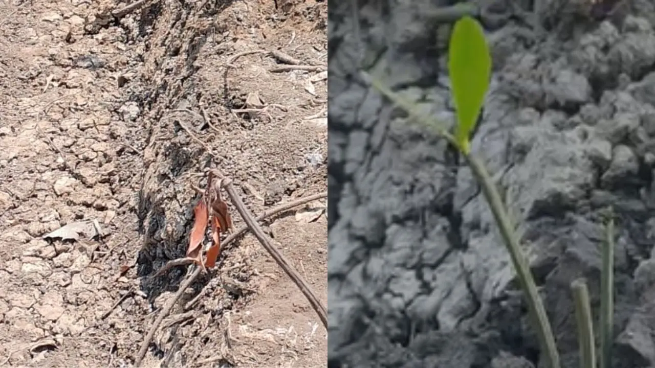 NGO accuses authorities of afforestation discrepancies in coastal road project