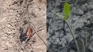 NGO accuses authorities of afforestation discrepancies in coastal road project