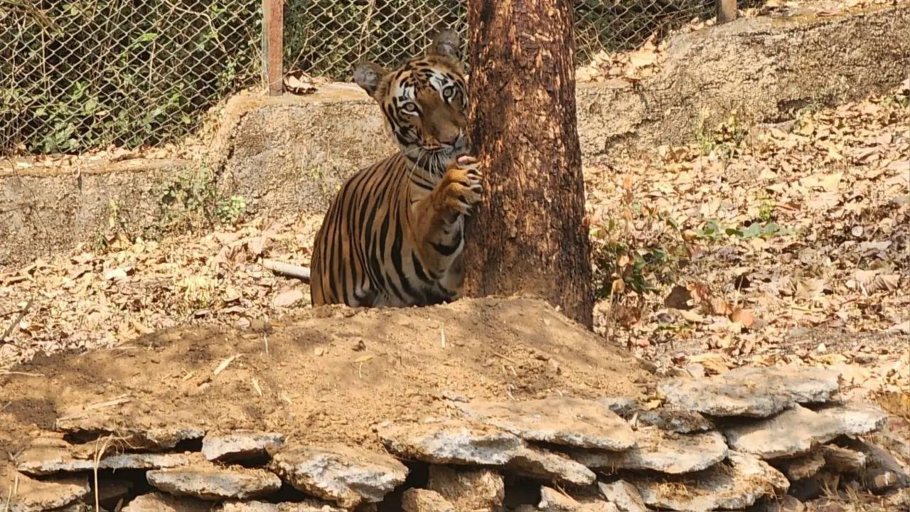 Tigress gives birth to three cubs in Sariska Tiger Reserve, count rises to 53