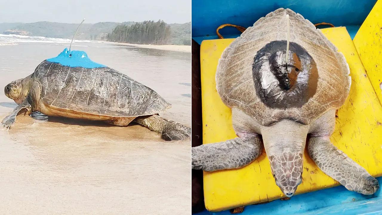 Satellite-tracked Olive Ridley turtle Dhaval Lakshmi spotted near Oman coast