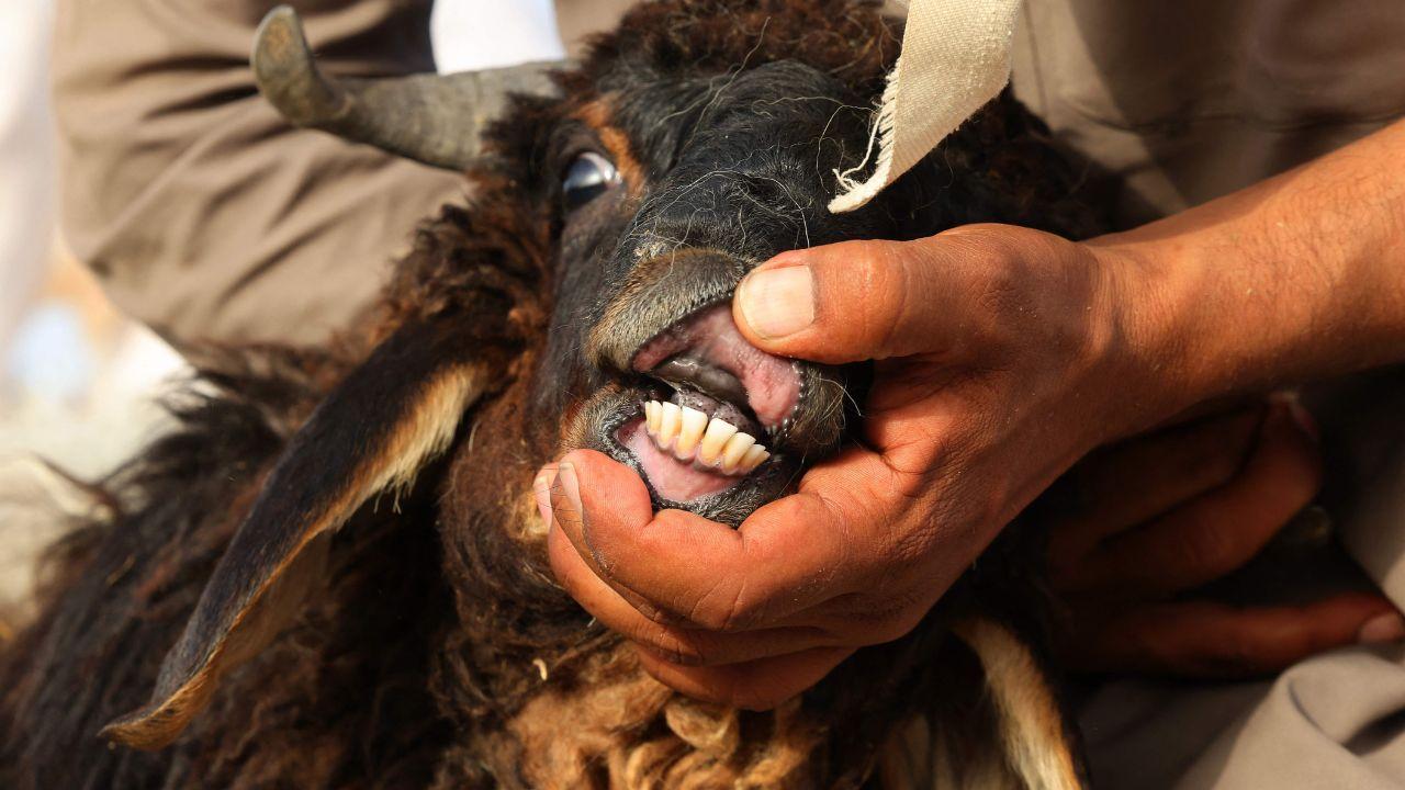 Goats and sheep are priced based on several factors including breed, weight, height, age, health and appearance. One of the key ways buyers estimate the age of an animal is by examining its teeth Goats and sheep are priced based on several factors including breed, weight, height, age, health and appearance. One of the key ways buyers estimate the age of an animal is by examining its teeth