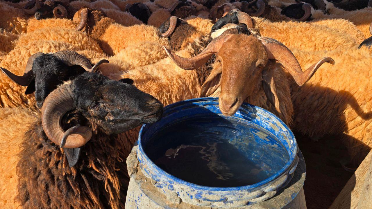 Sheep are pictured at a bustling livestock market ahead of Eid al-Adha in Tripoli, where traders and buyers gather to purchase sacrificial animals for the upcoming celebrations Sheep are pictured at a bustling livestock market ahead of Eid al-Adha in Tripoli, where traders and buyers gather to purchase sacrificial animals for the upcoming celebrations