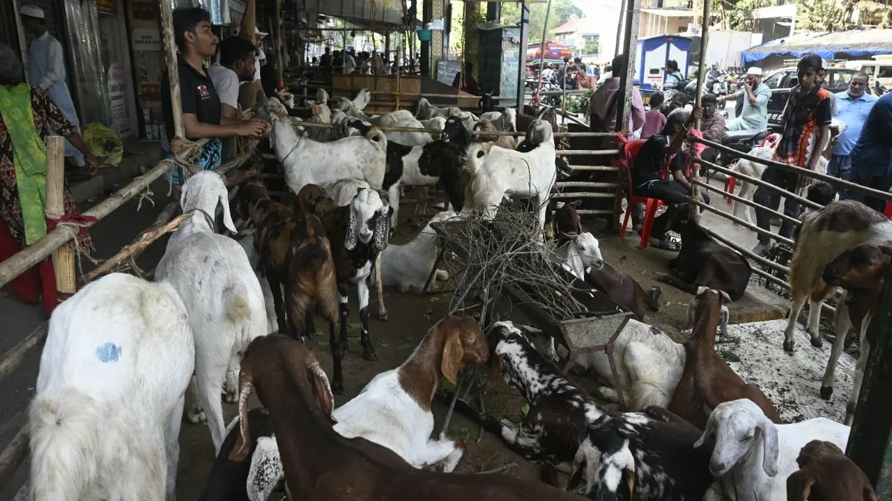 Goats line the bustling market outside Chist Hindustani Masjid ahead of Eid al-Adha celebrations (Pics/Ashish Raje) Goats line the bustling market outside Chist Hindustani Masjid ahead of Eid al-Adha celebrations (Pics/Ashish Raje)
