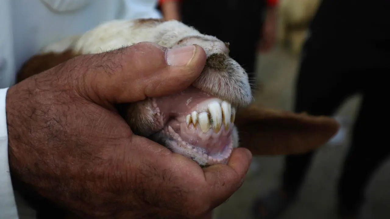 IN PHOTOS: Gulf nations gear up for Eid al-Adha celebrations An Iraqi man checks the teeth of a goat at a livestock market in a designated area for sacrificial animals ahead of Eid al-Adha. Pics/AFP