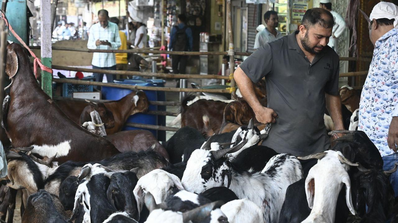The streets of Mumbai were full with goats as devotees prepare for the festival of sacrifice The streets of Mumbai were full with goats as devotees prepare for the festival of sacrifice