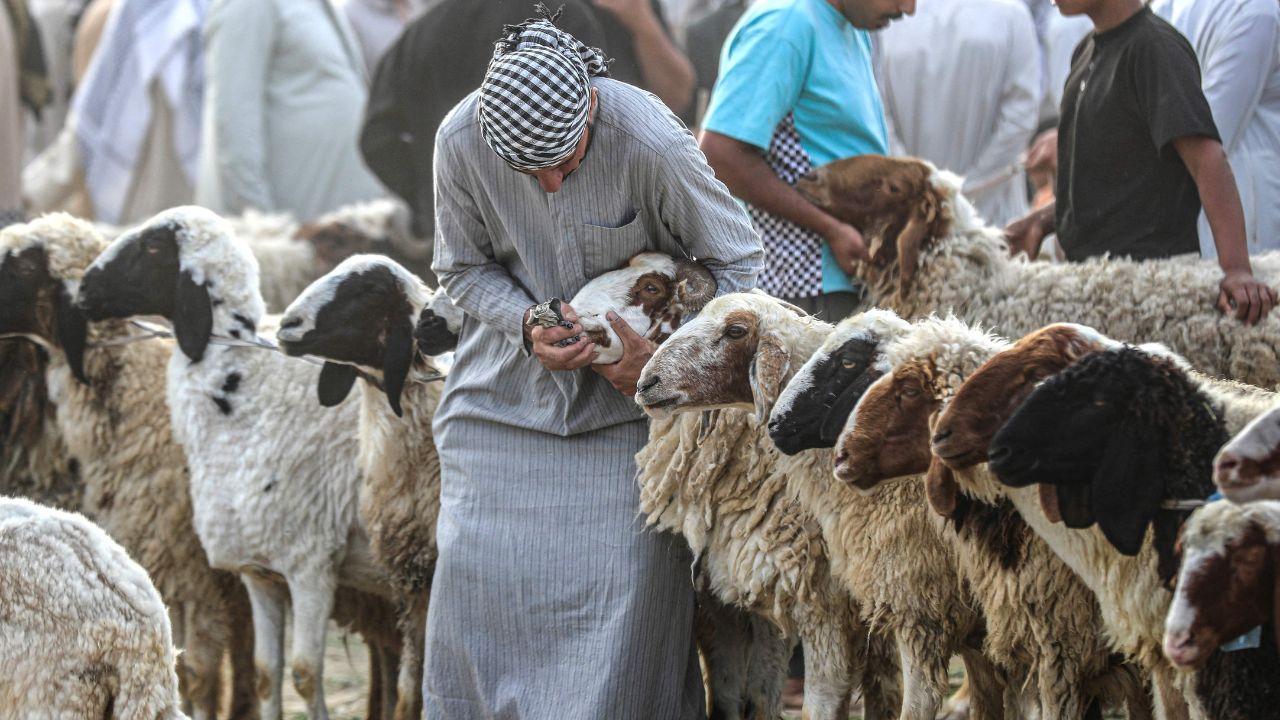 Traders often travel from villages and rural areas to urban markets with hundreds of animals. The animals are kept in temporary sheds or open enclosures where they are fed, washed and decorated to attract buyers Traders often travel from villages and rural areas to urban markets with hundreds of animals. The animals are kept in temporary sheds or open enclosures where they are fed, washed and decorated to attract buyers