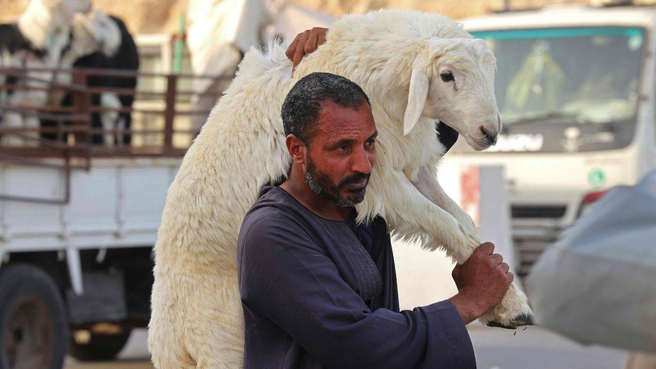 During the festive period, markets witness heavy crowds, especially in Gulf countries and South Asian nations, where families purchase animals days before the festival During the festive period, markets witness heavy crowds, especially in Gulf countries and South Asian nations, where families purchase animals days before the festival