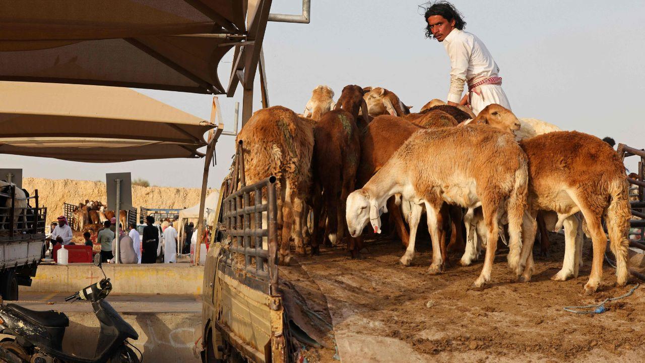 Bargaining is also a major part of the livestock trade, with buyers negotiating prices that can range from a few thousand rupees to several lakhs for premium animals Bargaining is also a major part of the livestock trade, with buyers negotiating prices that can range from a few thousand rupees to several lakhs for premium animals