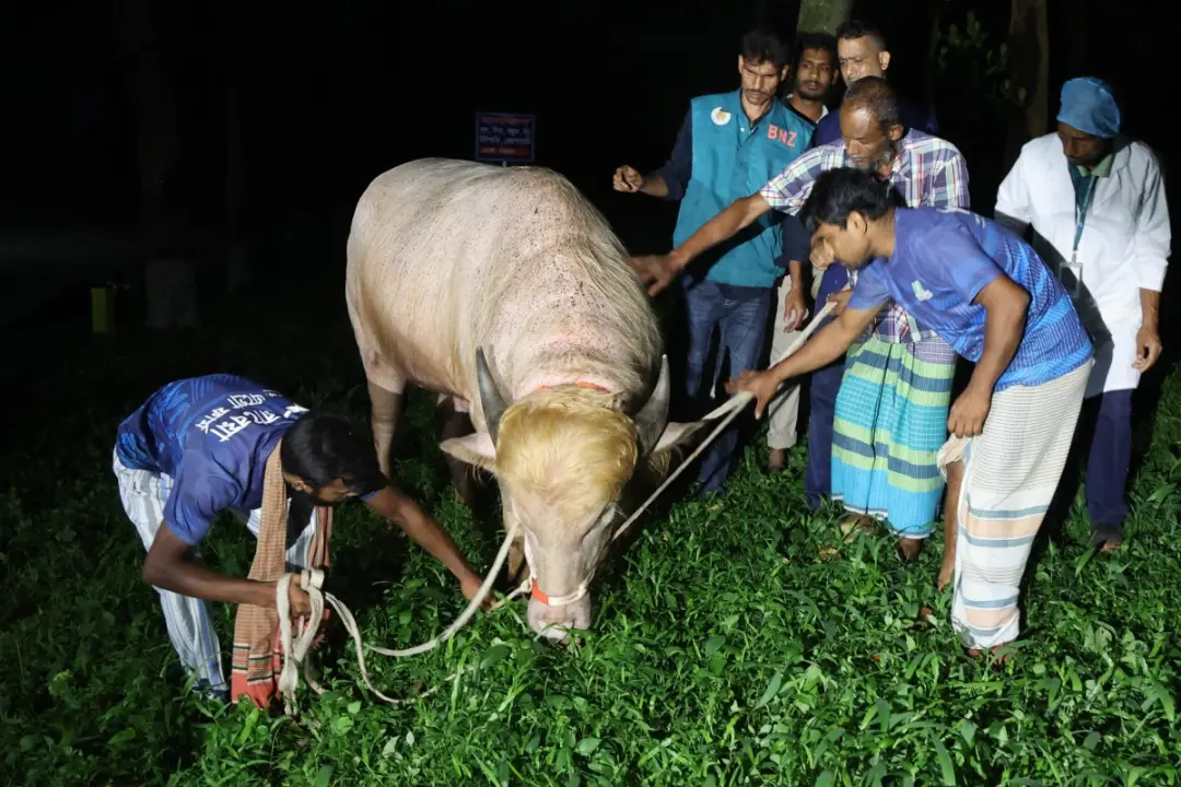 Bangladesh spares viral ‘Trump’ buffalo from Eid sacrifice, sends it to national zoo A rare albino buffalo nicknamed “Donald Trump” is transferred to the national zoo in Dhaka on Wednesday. PIC/AFP