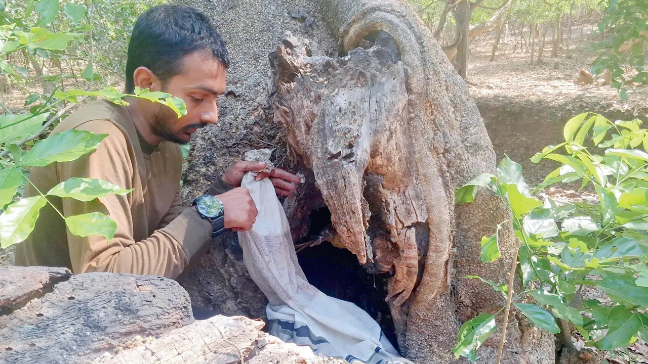 More than 100 bee colonies have been successfully relocated by wildlife lover Ankit Vyas. Pics/By Special Arrangement