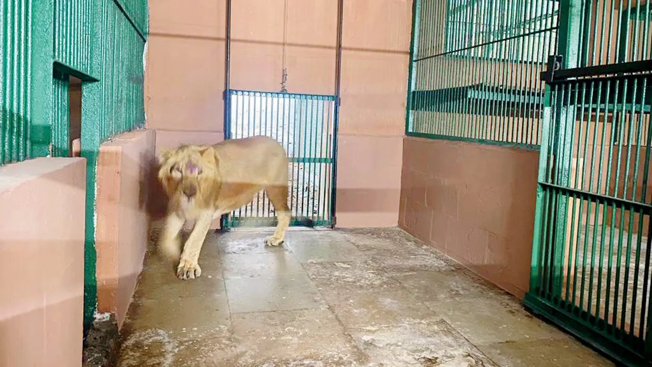 PAWS-Mumbai demands stricter biosafety rules for captive wildlife at SGNP Sanjay Gandhi National Park authorities had released medical details regarding Bharat. File pic