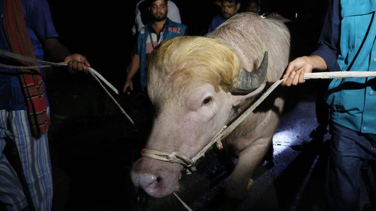 Muslim-majority Bangladesh, a South Asian nation of 170 million people, celebrates Eid al-Adha, the "feast of the sacrifice", on Thursday Muslim-majority Bangladesh, a South Asian nation of 170 million people, celebrates Eid al-Adha, the "feast of the sacrifice", on Thursday
