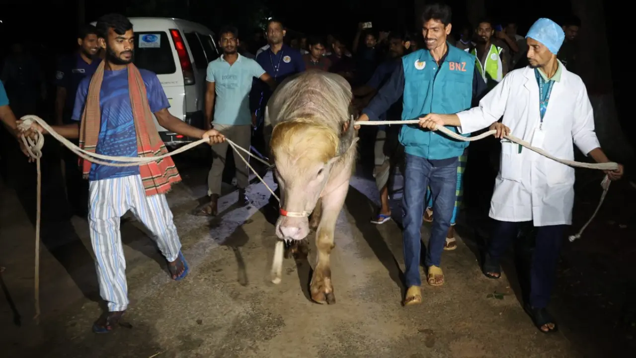 A rare albino buffalo nicknamed “Donald Trump” is transferred to the national zoo in Dhaka on Wednesday. PIC/AFP A rare albino buffalo nicknamed “Donald Trump” is transferred to the national zoo in Dhaka on Wednesday. PIC/AFP