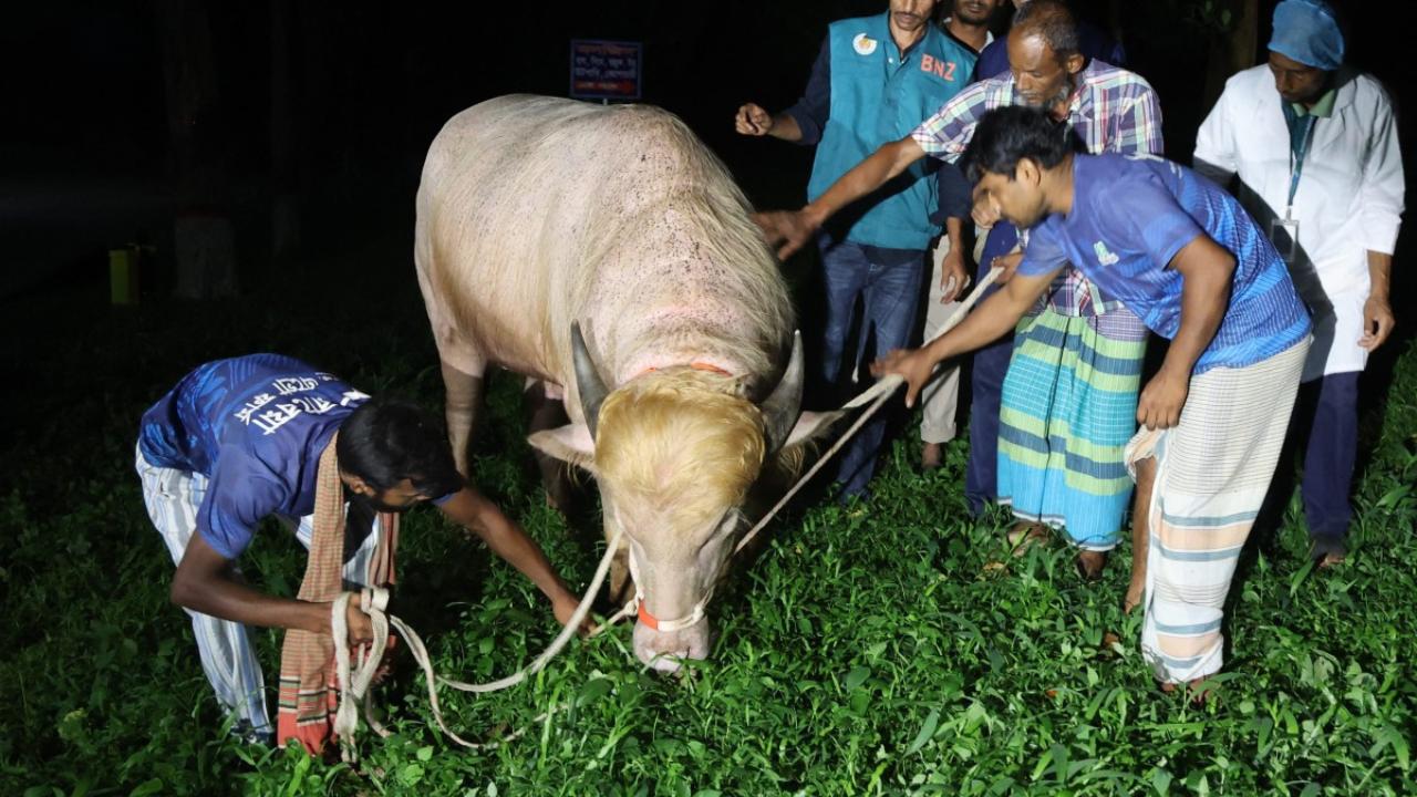 The 700-kilogramme (1,500-pound) bull, a rare albino buffalo with a flowing helmet of light hair resembling the signature look of the US president, was due to be slaughtered to mark the day The 700-kilogramme (1,500-pound) bull, a rare albino buffalo with a flowing helmet of light hair resembling the signature look of the US president, was due to be slaughtered to mark the day