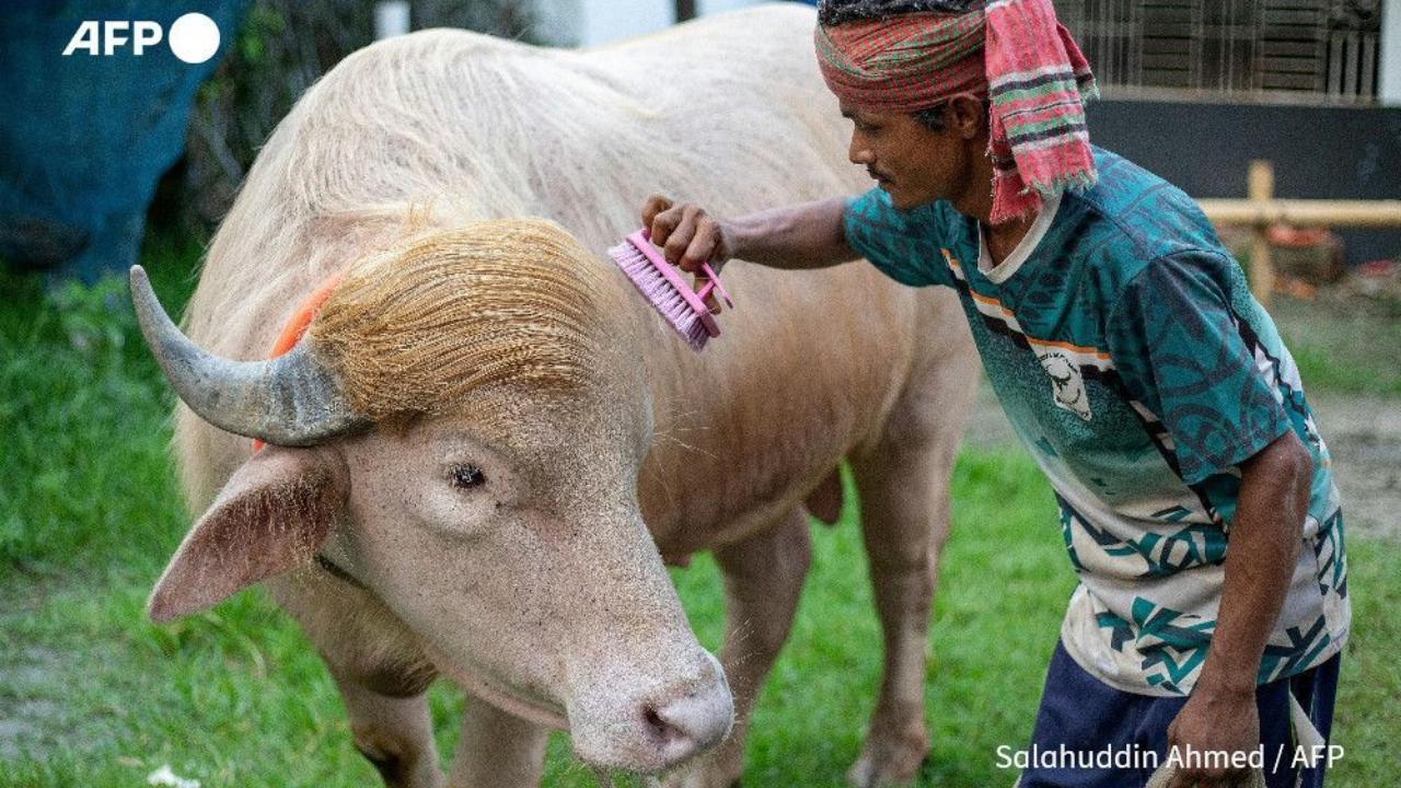 But hours before it faced the knife, the government stepped in to save the animal, which has become an online sensation But hours before it faced the knife, the government stepped in to save the animal, which has become an online sensation