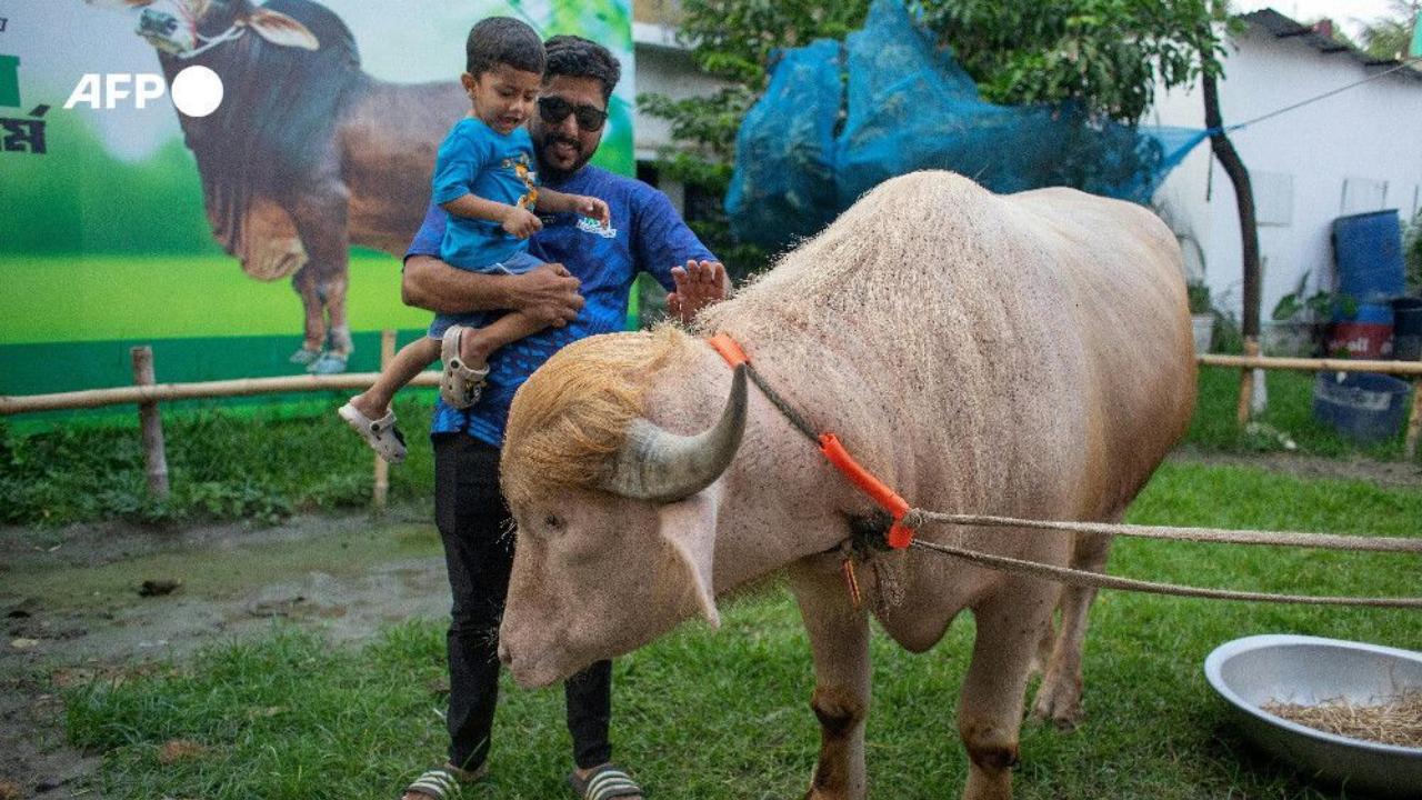 Curator of the National Zoo, Atiqur Rahman, said the animal would be well looked after Curator of the National Zoo, Atiqur Rahman, said the animal would be well looked after