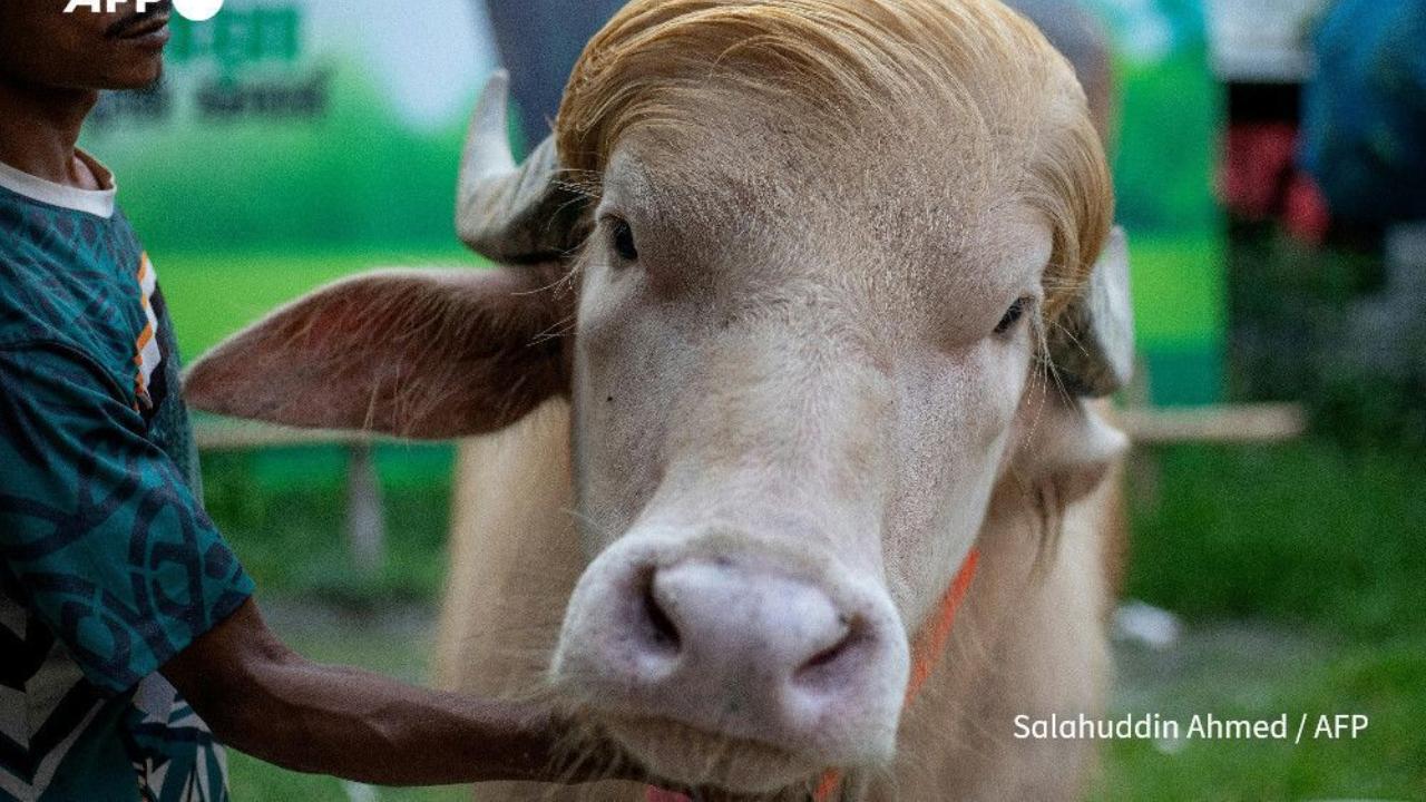 "We have designated a shed for the albino buffalo and assigned a caregiver," Rahman told AFP on Wednesday. "He will be quarantined for two weeks."
Crowds in Bangladesh had flocked to snap photographs with the unlikely social media star. "We have designated a shed for the albino buffalo and assigned a caregiver," Rahman told AFP on Wednesday. "He will be quarantined for two weeks."
Crowds in Bangladesh had flocked to snap photographs with the unlikely social media star.