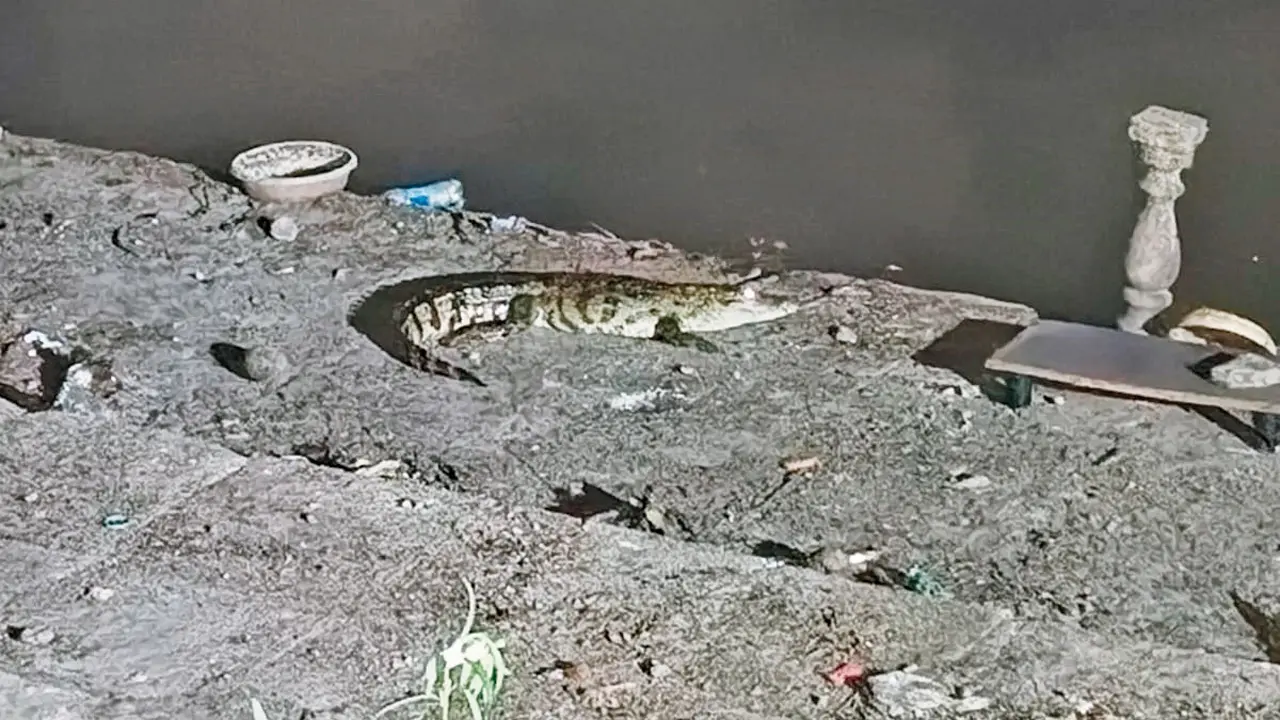 Crocodile surprise at Aarey’s Chhota Kashmir Lake leaves locals stunned The crocodile recently photographed near Chhota Kashmir lake in Aarey Milk Colony. Pic/By Special Arrangement