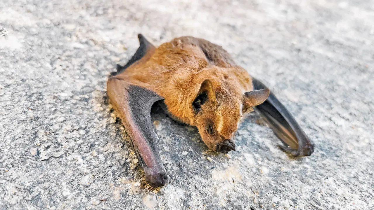 Nearly 200 bats die amid severe heatwave in Chhattisgarh Representation Pic/istock