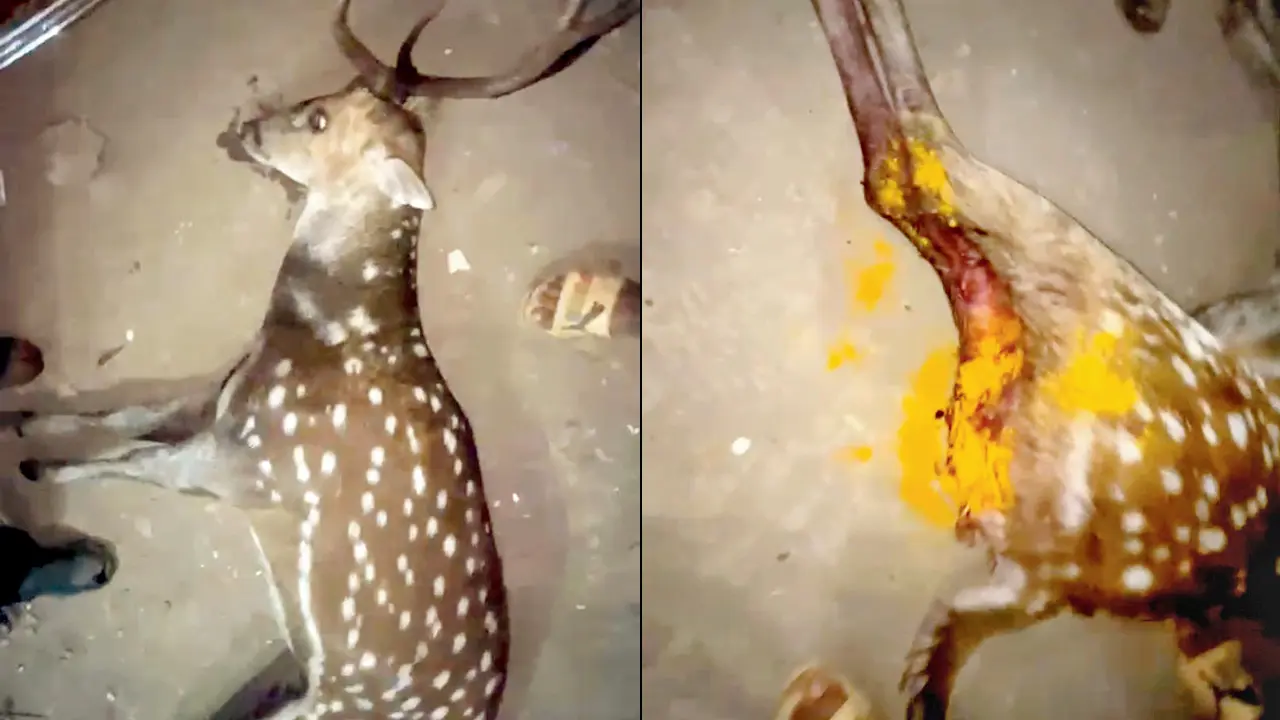 The spotted deer, which sustained severe injuries near its tail and hind legs. Pics/By Special Arrangement