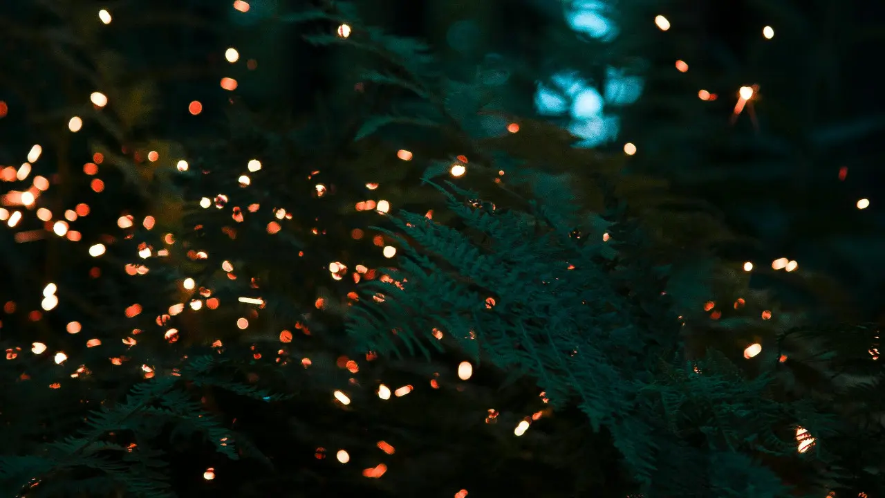 PICS: Going to see fireflies? Avoid these 4 human activities that can harm them Here's your complete guide to be a responsible tourist while going to see them. Photos Courtesy: File pics/Pexels