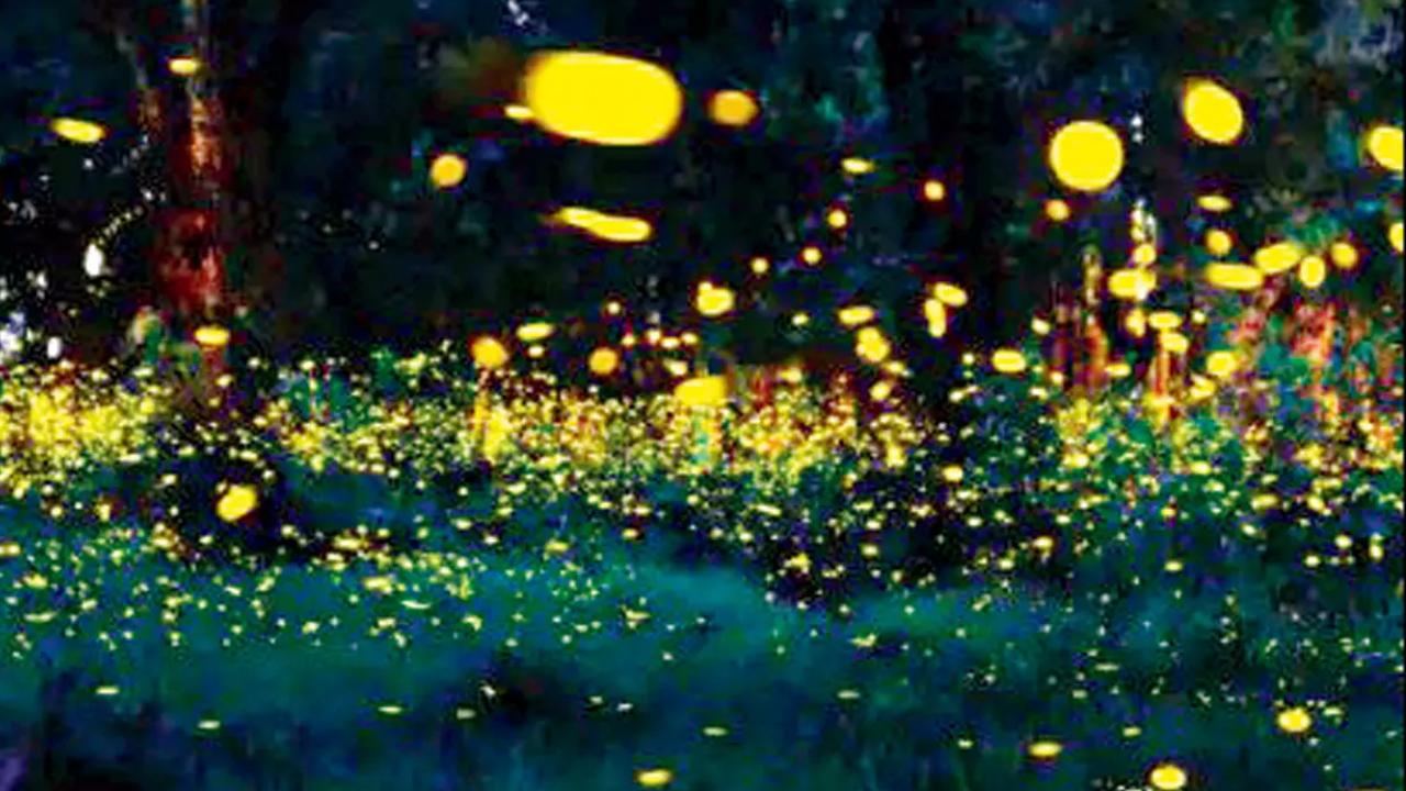 EncroachmentFireflies can perch on trees nearly six feet above the ground. Entering the perimeter of the tree can trample eggs, and fireflies resting under the tree
&nbsp;
&nbsp;